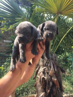 SATILIK MÜKEMMEL CANE CORSO BLU SİYAH YAVRULARI 2