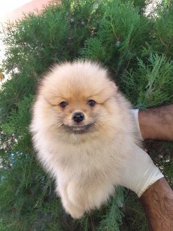 0 Numara Pomeranian Yavrularimiz 3