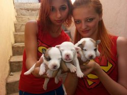 Mükemmel Kalitedede Jack Russel Yavrularımız 1