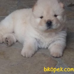 Uyguna Beyaz Chow Chow Yavruları 2