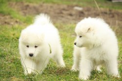 PAMUK GİBİ SAMOYED YAVRULARI 1