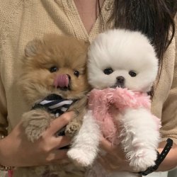 Süper Kalite Yavru Pomeranian 1