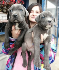 Üst Kalite Cane Corso Yavrularımız 1