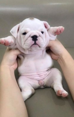 İNGİLİZ BULLDOG YAVRULARI 1