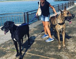 DEV Danua Yavrularımız Irk Garantili 2