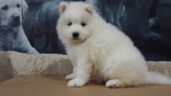 SAMOYED YAVRUSU 1
