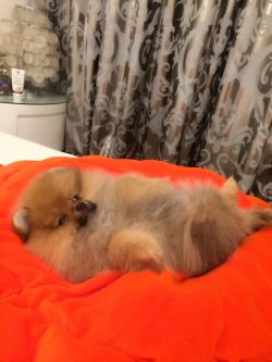 A Kalite Mükemmel Pomeranian Yavrulari 1