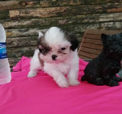Sevimli Shih Tzu Yavruları 1