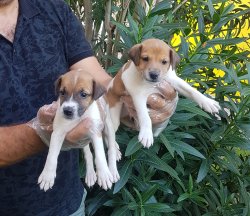 Satılık Jack Russell  Yavrularımız 2