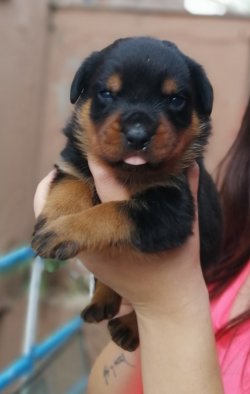 Muhteşem Rottweiler Yavruları 3