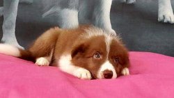 BORDER COLLIE YAVRULAR 4