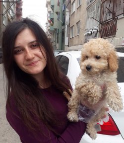 Minyatür Poodle Yavrularımız 1