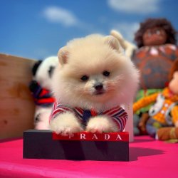 Pomeranian Boo Büyümeyen Cins Yavrularımız 2