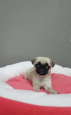 Pug 2