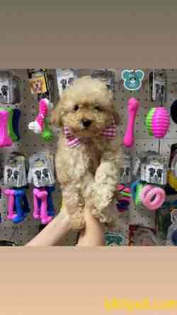 Acık Apricot Toypoodle Erkek Yavrularımız 2