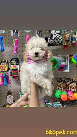 Acık Apricot Toypoodle Erkek Yavrularımız 1