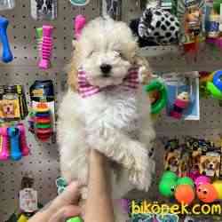 Acık Apricot Toypoodle Erkek Yavrularımız 4