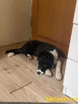 ACİL 3 Aylık Border Collie Ücretsiz Sahiplendirme 2