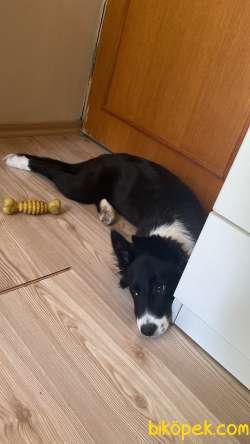 ACİL 3 Aylık Border Collie Ücretsiz Sahiplendirme 3