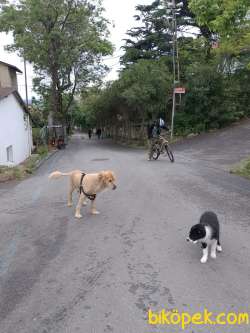 ACİL 3 Aylık Border Collie Ücretsiz Sahiplendirme 1