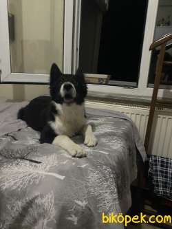 ACİL 3 Aylık Border Collie Ücretsiz Sahiplendirme 4