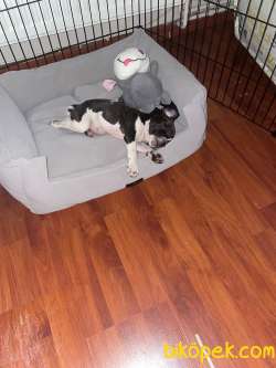 ACİL FRENCH BULLDOG 1