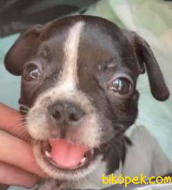 ACİL FRENCH BULLDOG 2
