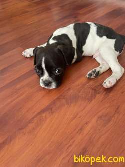 ACİL FRENCH BULLDOG 4