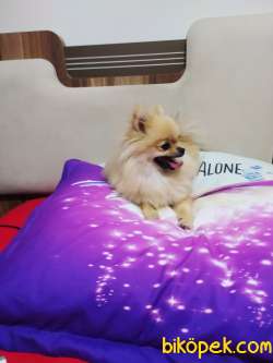ACİLLL POMERANİAN KİZİMİZ 3