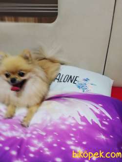 ACİLLL POMERANİAN KİZİMİZ 2