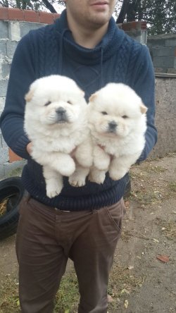 Beyaz Chow Chow Yavrularımız 4