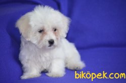 Maltese Terrier Yavruları 4