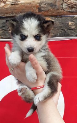 Husky Yavruları Aşılı Karneli 4