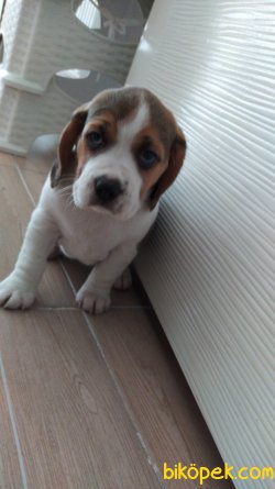 Beagle Yavruları 3