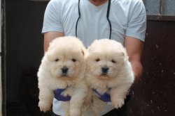Ruhsatlı Köpek Çiftliğinden A Kalite CHOW CHOW Yavru 5