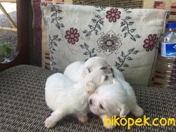 Adana Dan Maltese Terrier Yavrular 1