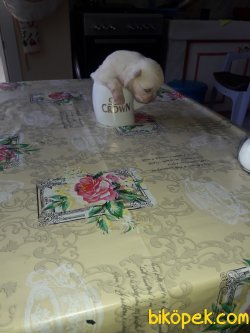 Adana Dan Maltese Terrier Yavrular 2