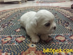 Adana Dan Maltese Terrier Yavrular 3