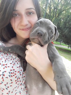 Muhteşem Cane Corso Yavruları 3