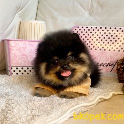 Pomeranian Boo Nadir Renk Black Tan Yavrularımız 3