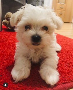 Maltese Terrier 0 Numara 1