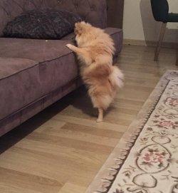9 AYLIK AŞILARI TAM BOO 1