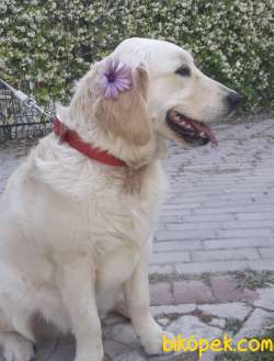 Adoption Due To Immigration 1
