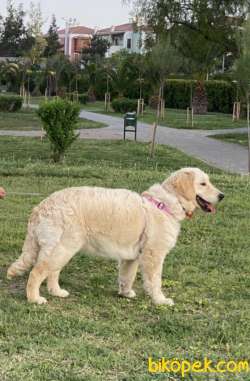 Adoption Due To Immigration 2