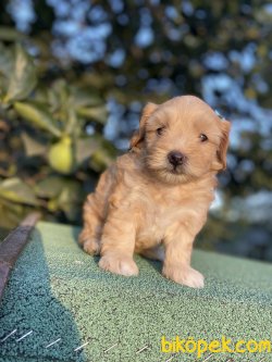 ADRESİNİZE TESLİM MALTİPOO YAVRULARIMIZ 1