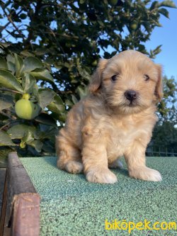 ADRESİNİZE TESLİM MALTİPOO YAVRULARIMIZ 3