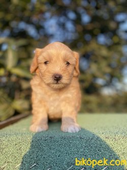 ADRESİNİZE TESLİM MALTİPOO YAVRULARIMIZ 2