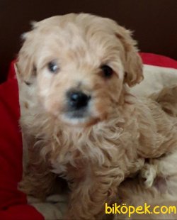 ADRESİNİZE TESLİMAT MALTİPOO BEBEKLERİMİZ 2