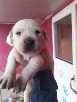 Labrador Retriever Yavrularımız 2