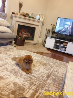 Belgeli Aşılı Orjinal Ayı Surat Boo Pomeranian 4